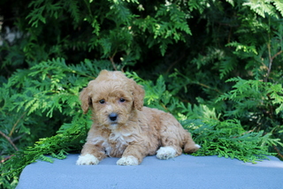 puppy, for, sale, Mini Golden Doodle F1, Matthew B. Stoltzfus, dog, breeder, Gap, PA, dog-breeder, puppy-for-sale, forsale, nearby, find, puppyfind, locator, puppylocator, aca